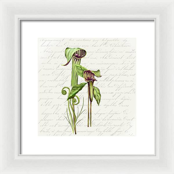 Summer Blooms - Jack-in-the-pulpit #2 - Framed Print