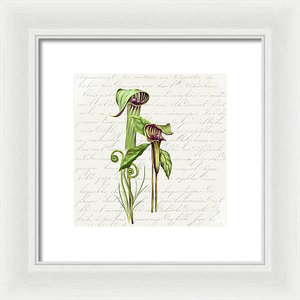 Summer Blooms - Jack-in-the-pulpit #2 - Framed Print