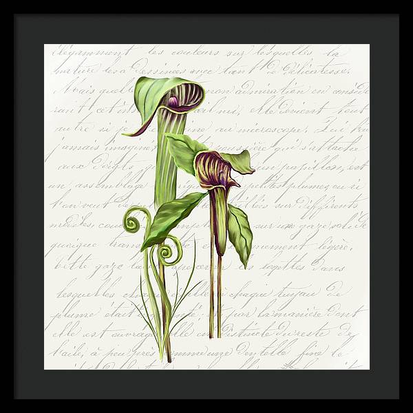 Summer Blooms - Jack-in-the-pulpit #2 - Framed Print