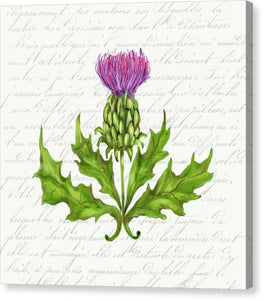 Summer Blooms - Thistle - Canvas Print