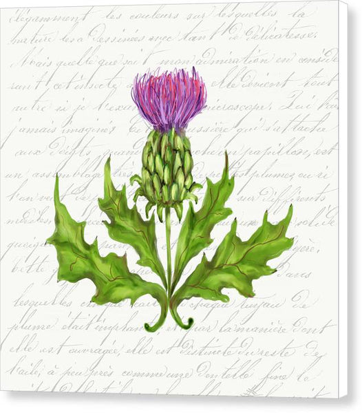 Summer Blooms - Thistle - Canvas Print