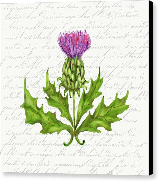 Summer Blooms - Thistle - Canvas Print