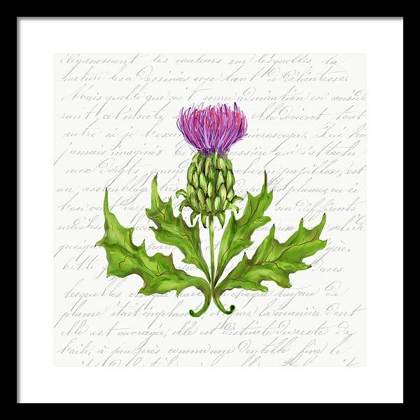 Summer Blooms - Thistle - Framed Print