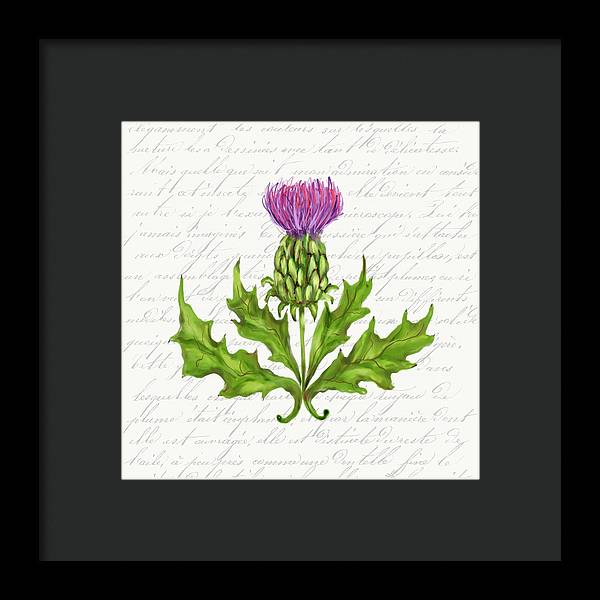 Summer Blooms - Thistle - Framed Print