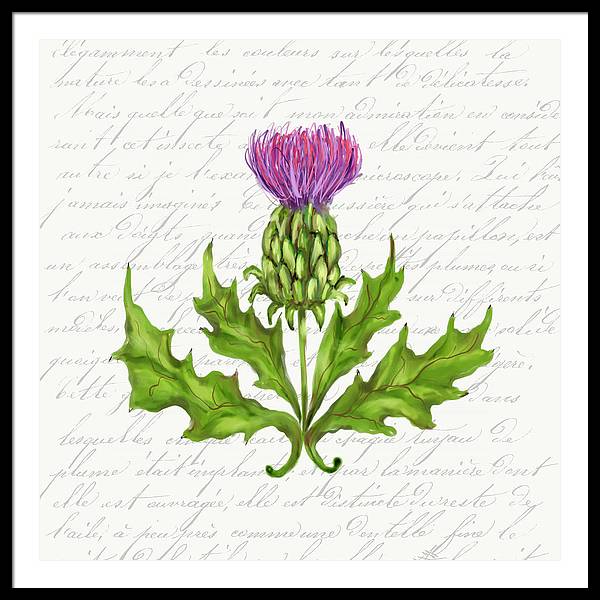 Summer Blooms - Thistle - Framed Print