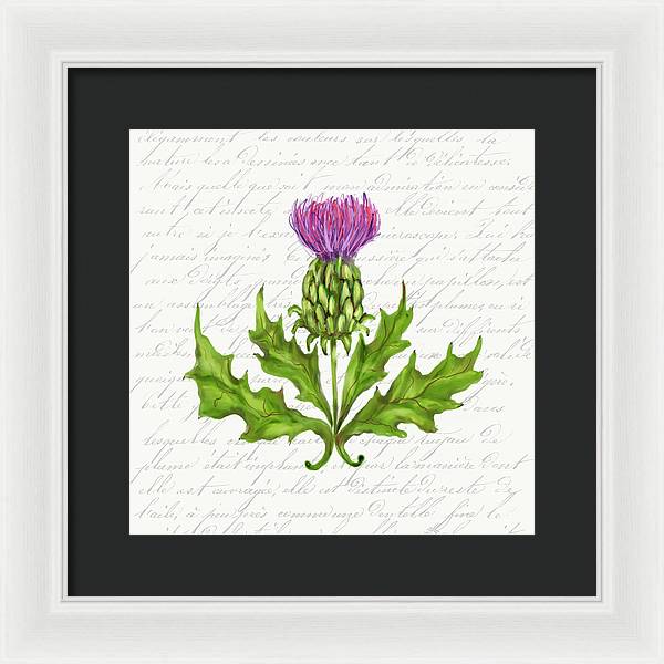 Summer Blooms - Thistle - Framed Print