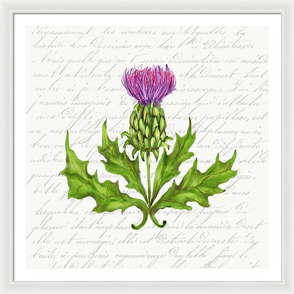 Summer Blooms - Thistle - Framed Print