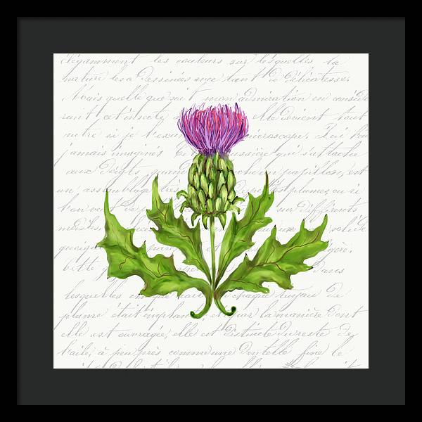 Summer Blooms - Thistle - Framed Print