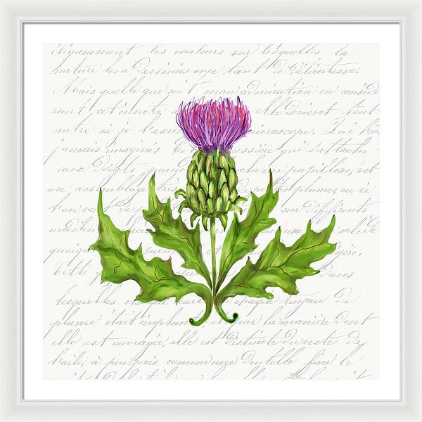 Summer Blooms - Thistle - Framed Print