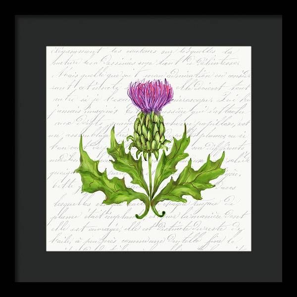 Summer Blooms - Thistle - Framed Print