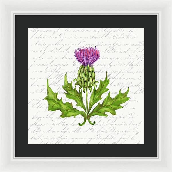 Summer Blooms - Thistle - Framed Print