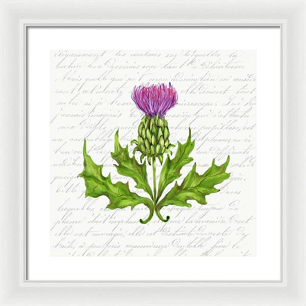 Summer Blooms - Thistle - Framed Print