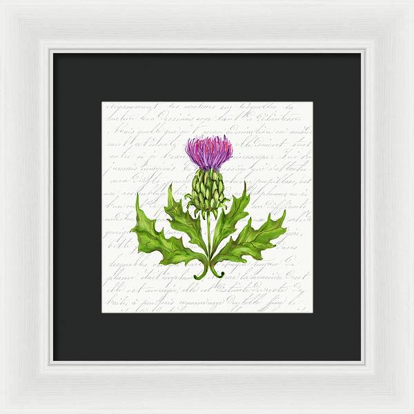 Summer Blooms - Thistle - Framed Print